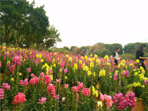 春游賞花深圳好去處出爐啦 松山湖生態園農家樂賞花野炊一日游