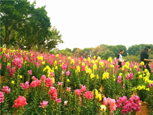 喜迎反法西斯70周年 齊聚美麗東莞農家樂松湖生態園